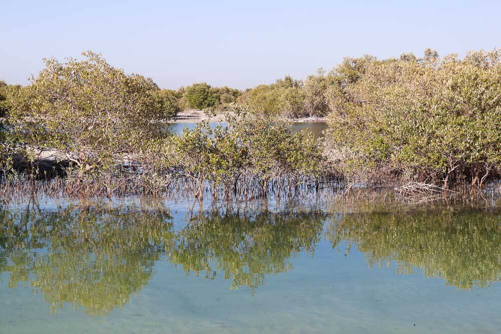 Jubail Mangrove Park
Jubail Mangrove Walking Park
Jubail Mangrove Park Abu Dhabi
Jubail Mangrove Park Photos