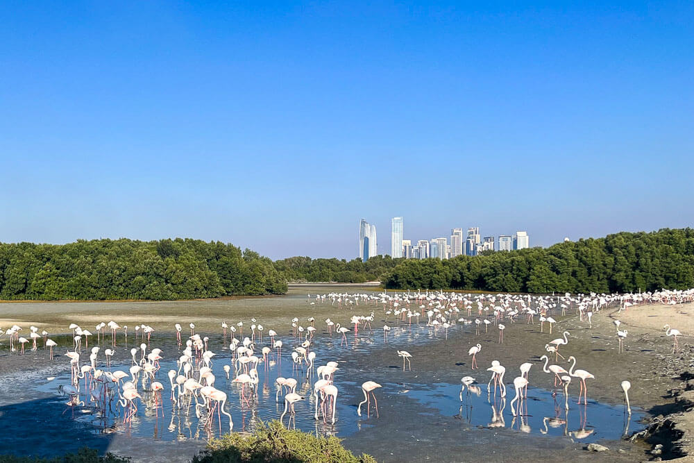 Ras al Khor Wildlife Sanctuary
Ras al Khor flamingo sanctuary
flamingos in Dubai
how to get to Ras al Khor Wildlife Sanctuary
where to see flamingos in Dubai
Ras al Khor Dubai