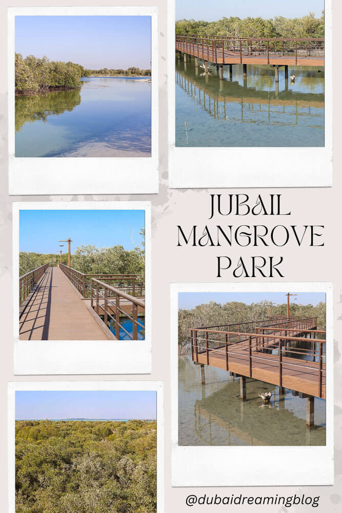 A Guide to Visiting Jubail Mangrove Park - Dubai Dreaming