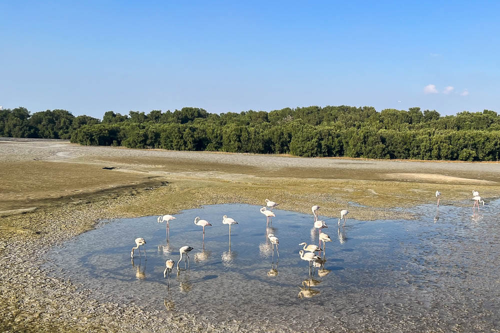 Ras al Khor Wildlife Sanctuary
Ras al Khor flamingo sanctuary
flamingos in Dubai
how to get to Ras al Khor Wildlife Sanctuary
where to see flamingos in Dubai
Ras al Khor Dubai